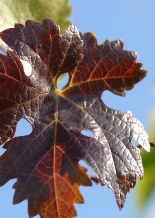 Cabernet Sauvignon ANT 1845